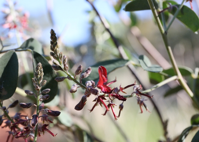 Australian Desert Plants Fabaceae